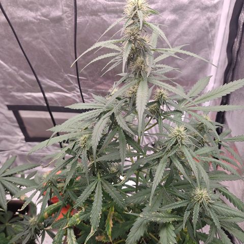 Mimosa AUTO growlog timeline photo