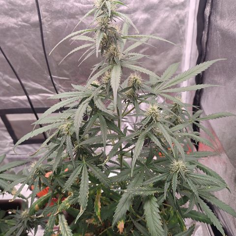 Mimosa AUTO growlog timeline photo