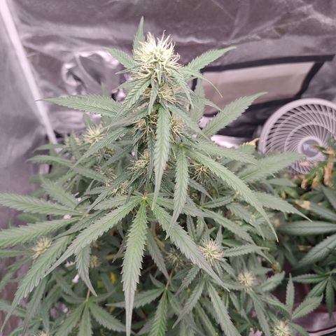 Mimosa AUTO growlog timeline photo