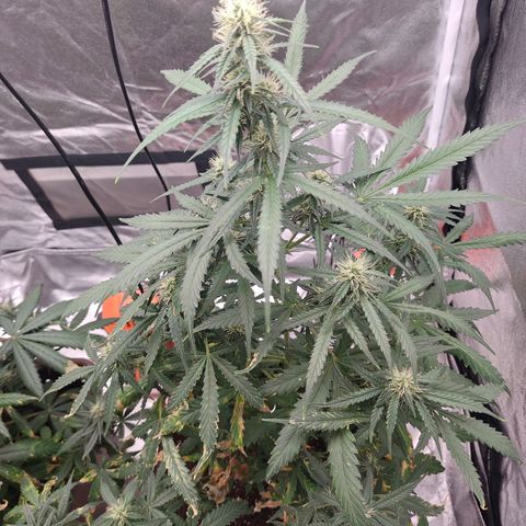 Mimosa AUTO growlog timeline photo