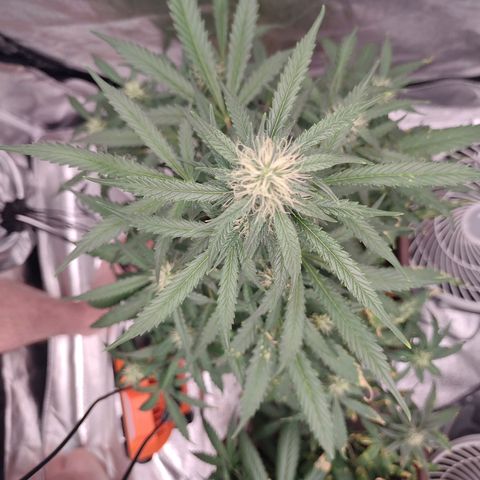 Mimosa AUTO growlog timeline photo