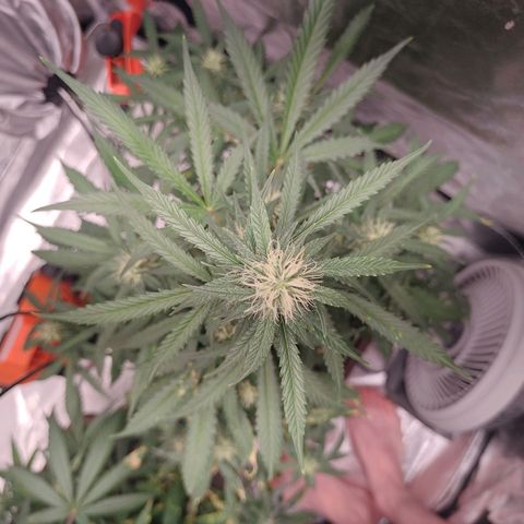 Mimosa AUTO growlog timeline photo