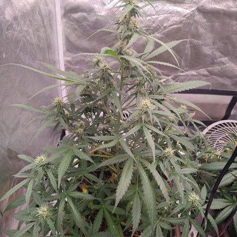 Mimosa AUTO growlog timeline photo