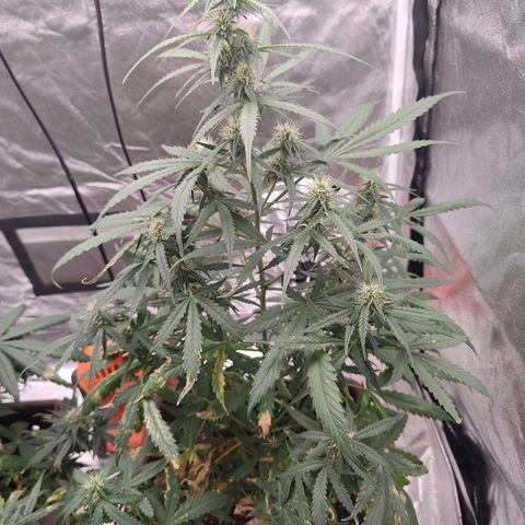 Mimosa AUTO growlog timeline photo
