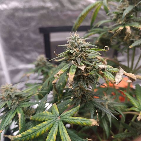 Strawberry Banana XXL CORREGIDA growlog timeline photo