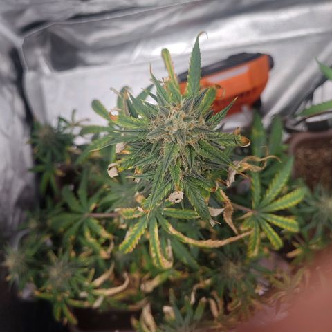 Strawberry Banana XXL CORREGIDA growlog timeline photo