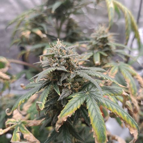Strawberry Banana XXL CORREGIDA growlog timeline photo