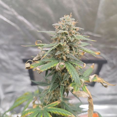 Strawberry Banana XXL CORREGIDA growlog timeline photo