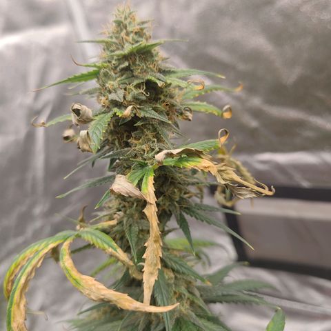 Strawberry Banana XXL CORREGIDA growlog timeline photo