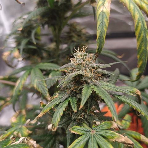 Strawberry Banana XXL CORREGIDA growlog timeline photo