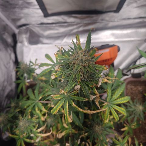 Strawberry Banana XXL CORREGIDA growlog timeline photo