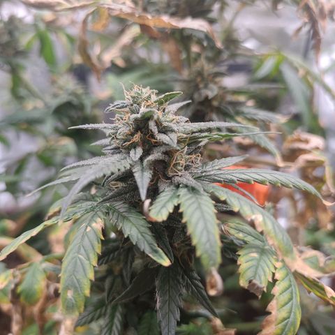 Strawberry Banana XXL CORREGIDA growlog timeline photo