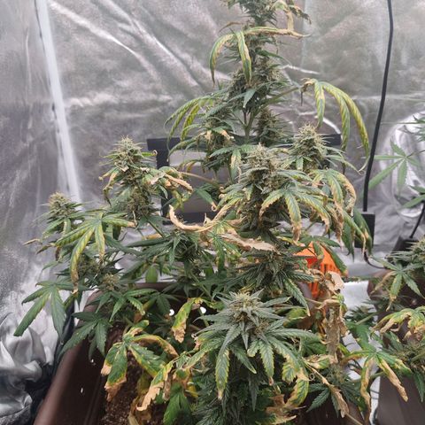 Strawberry Banana XXL CORREGIDA growlog timeline photo