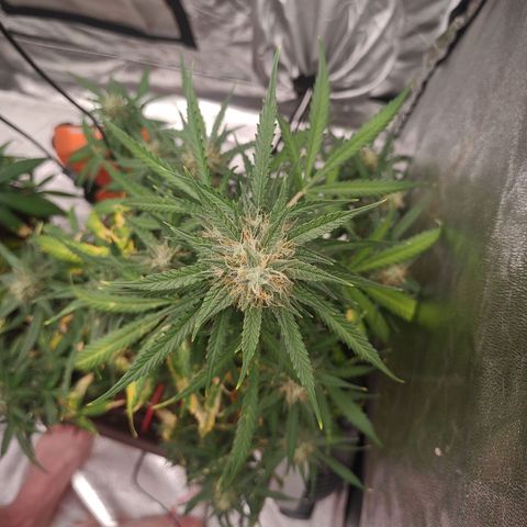 Mimosa AUTO growlog timeline photo