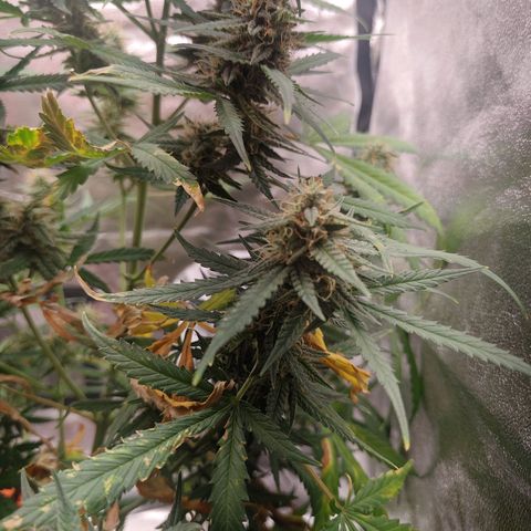Mimosa AUTO growlog timeline photo