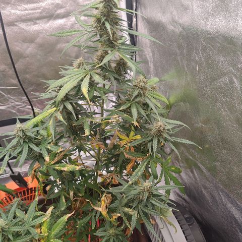 Mimosa AUTO growlog timeline photo