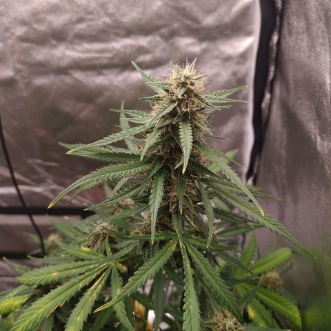 Mimosa AUTO growlog timeline photo