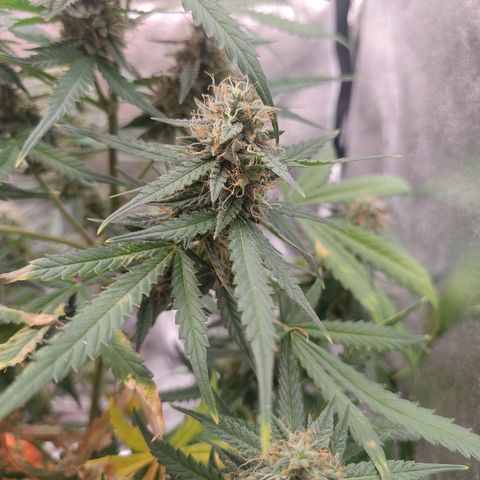 Mimosa AUTO growlog timeline photo