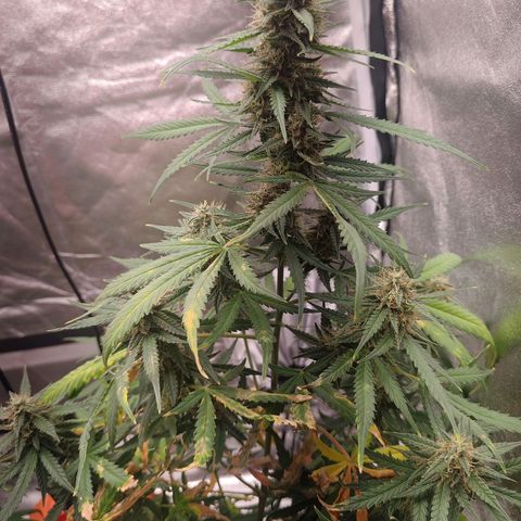Mimosa AUTO growlog timeline photo