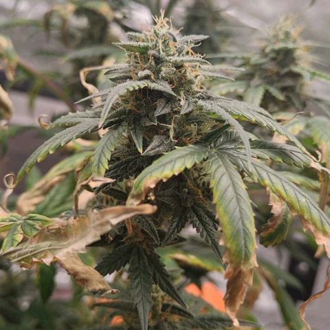 Strawberry Banana XXL CORREGIDA growlog timeline photo