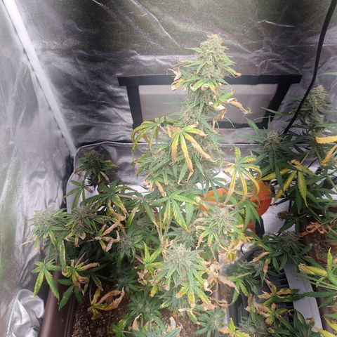 Strawberry Banana XXL CORREGIDA growlog timeline photo
