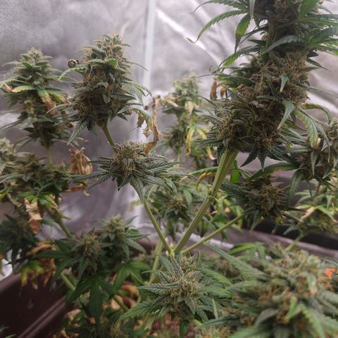 Strawberry Banana XXL CORREGIDA growlog timeline photo