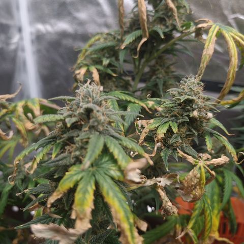 Strawberry Banana XXL CORREGIDA growlog timeline photo
