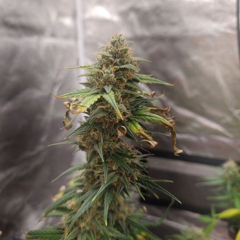 Strawberry Banana XXL CORREGIDA growlog timeline photo
