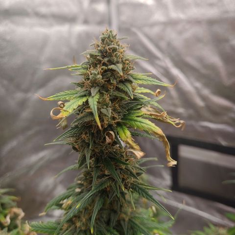 Strawberry Banana XXL CORREGIDA growlog timeline photo