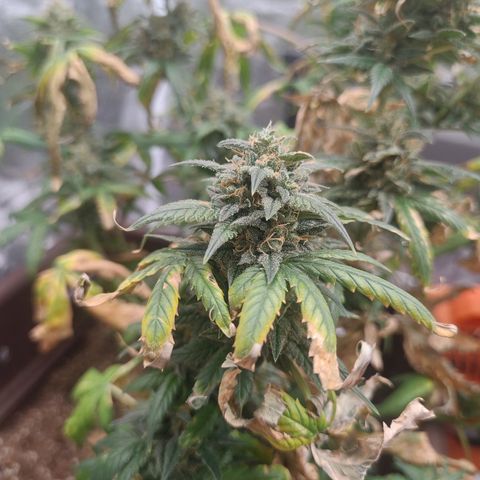 Strawberry Banana XXL CORREGIDA growlog timeline photo