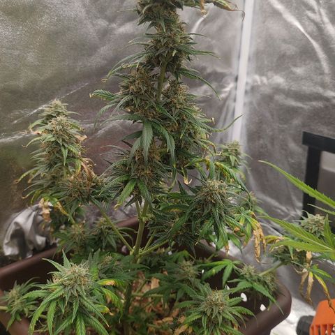 Strawberry Banana XXL CORREGIDA growlog timeline photo