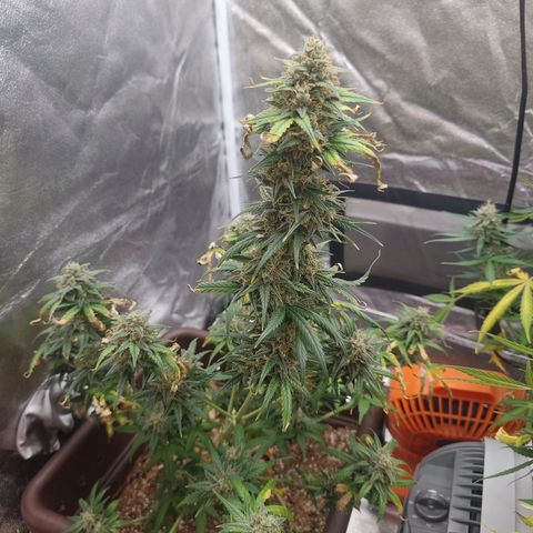Strawberry Banana XXL CORREGIDA growlog timeline photo