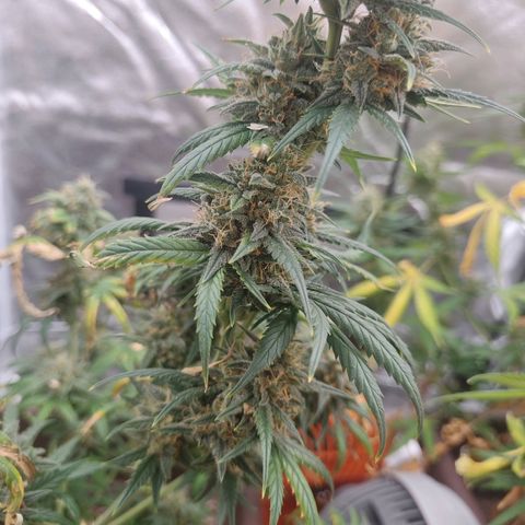 Strawberry Banana XXL CORREGIDA growlog timeline photo