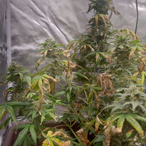 Strawberry Banana XXL CORREGIDA growlog timeline photo