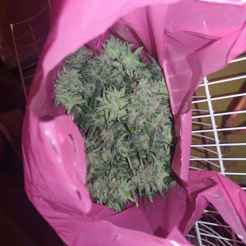 Strawberry Banana XXL CORREGIDA growlog timeline photo