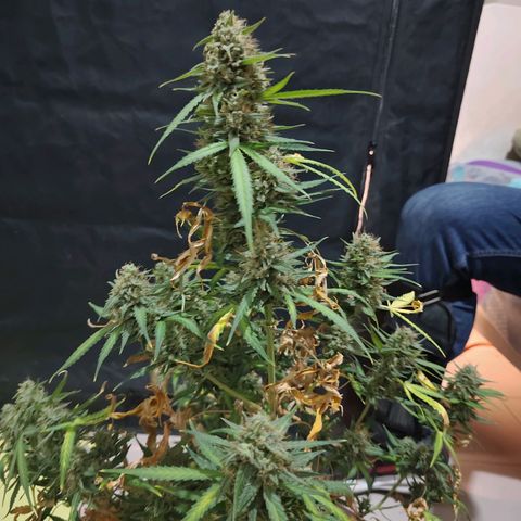 Mimosa AUTO growlog timeline photo