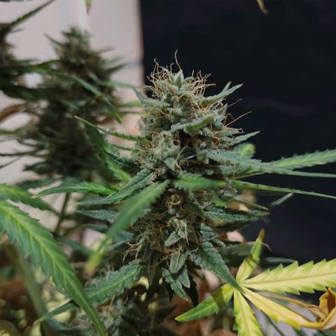Mimosa AUTO growlog timeline photo