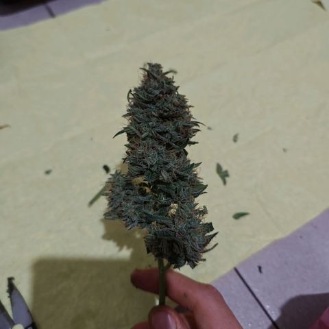 Mimosa AUTO growlog timeline photo