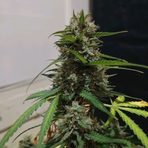 Mimosa AUTO growlog timeline photo