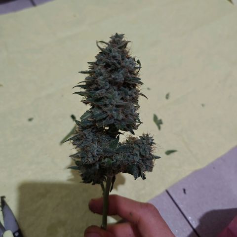 Mimosa AUTO growlog timeline photo