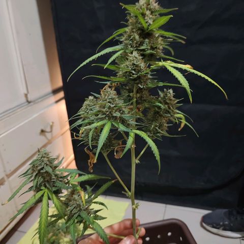 Mimosa AUTO growlog timeline photo