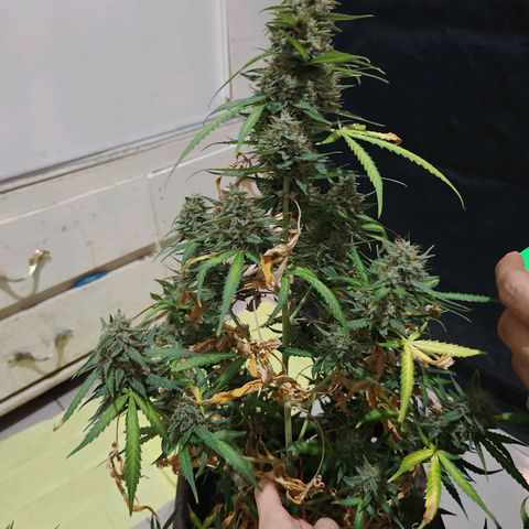 Mimosa AUTO growlog timeline photo