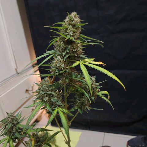 Mimosa AUTO growlog timeline photo