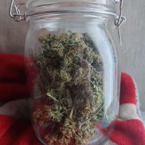Mimosa AUTO growlog timeline photo