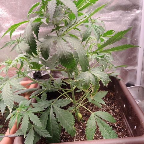 Strawberry banana  growlog timeline photo