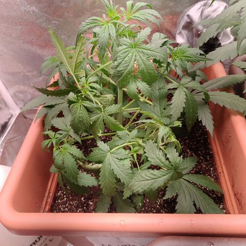 Mimosa growlog timeline photo