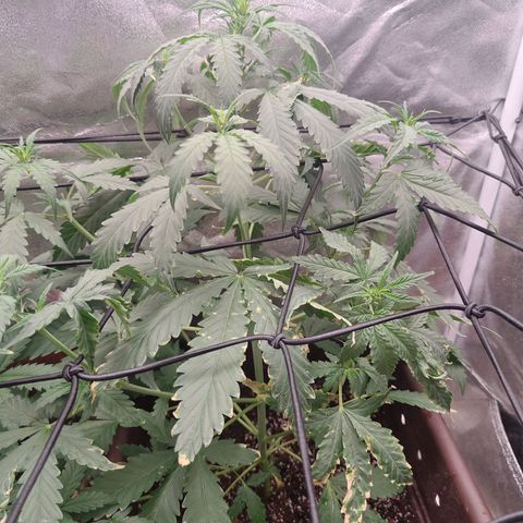 Strawberry banana  growlog timeline photo
