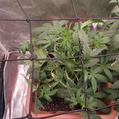 Mimosa growlog timeline photo