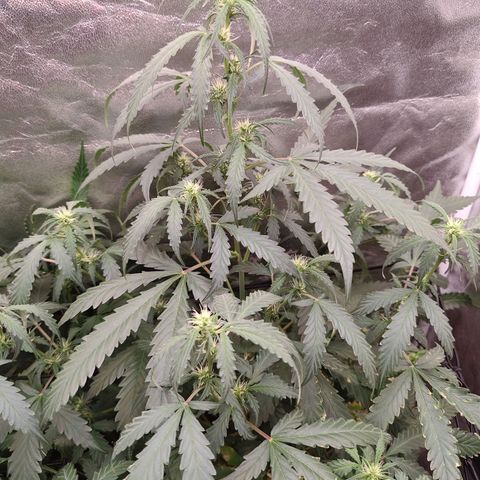 Strawberry banana  growlog timeline photo