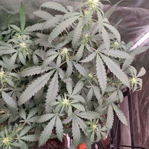 Strawberry banana  growlog timeline photo